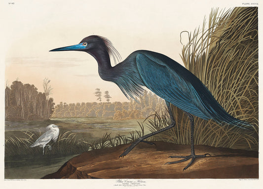 Blue Crane or Heron from Birds of America (1827) by John James Audubon