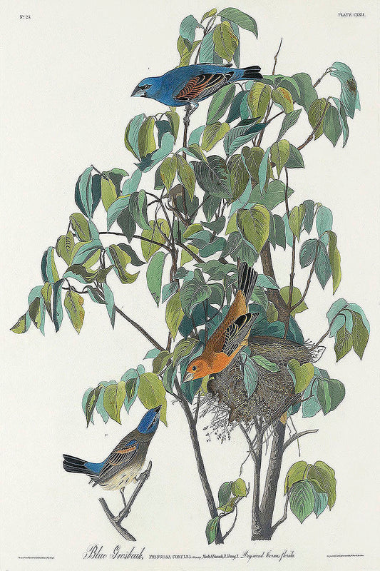 Blue Grosbeak from Birds of America (1827) by John James Audubon