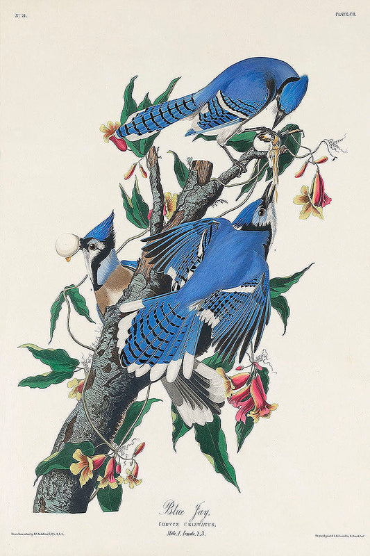 Blue Jay from Birds of America (1827) by John James Audubon