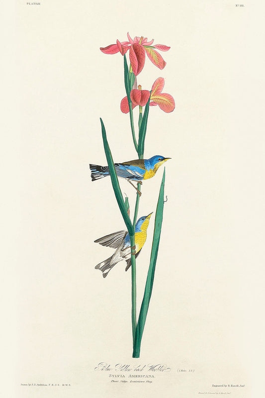 Blue Yellow back Warbler from Birds of America (1827) by John James Audubon