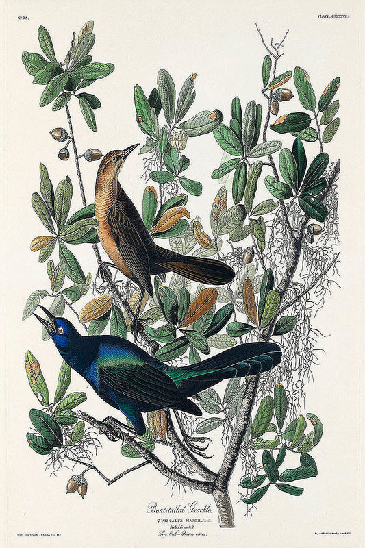 Boat-tailed Grackle from Birds of America (1827) by John James Audubon