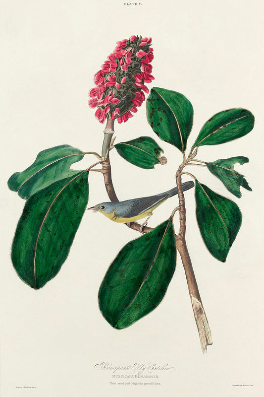 Bonaparte's Flycatcher from Birds of America (1827) by John James Audubon