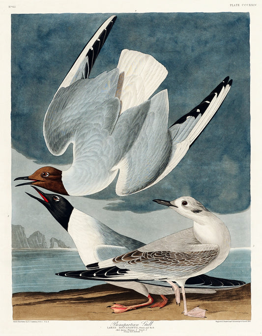 Bonapartian Gull from Birds of America (1827) by John James Audubon