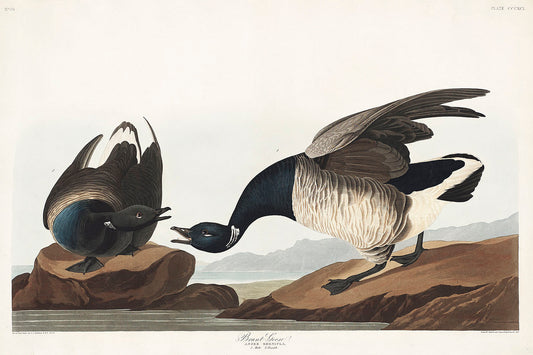 Brant Goose from Birds of America (1827) by John James Audubon