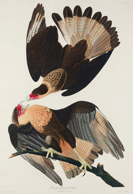 Brasilian Caracara Eagle from Birds of America (1827)by John James Audubon