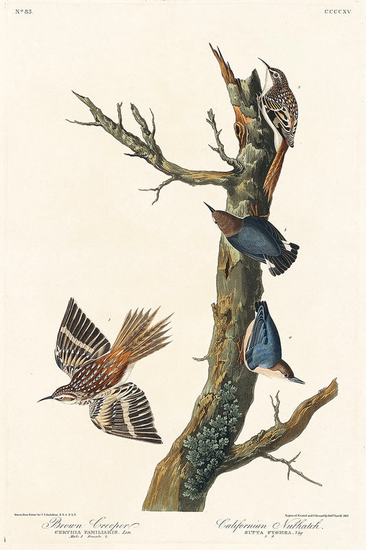 Brown Creeper and Californian Nuthatch from Birds of America (1827) by John James Audubon