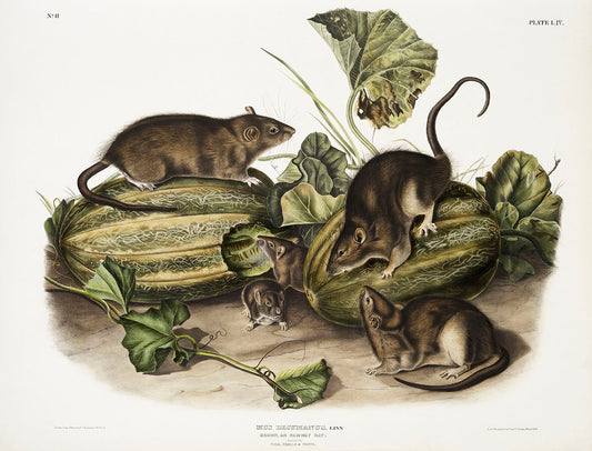 Brown rat, or Norway rat (Mus decumanus) by John James Audubon-WEB -WEB