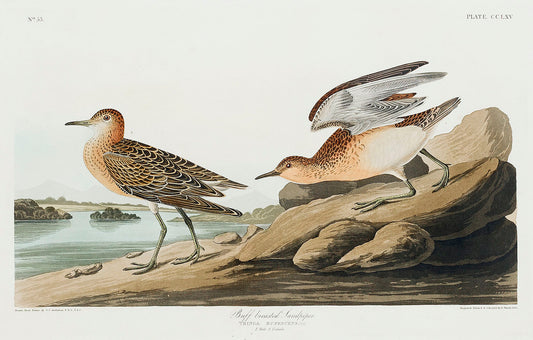 Buff breasted Sandpiper from Birds of America (1827) by John James Audubon