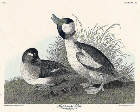 Buffel-headed Duck from Birds of America (1827) by John James Audubon