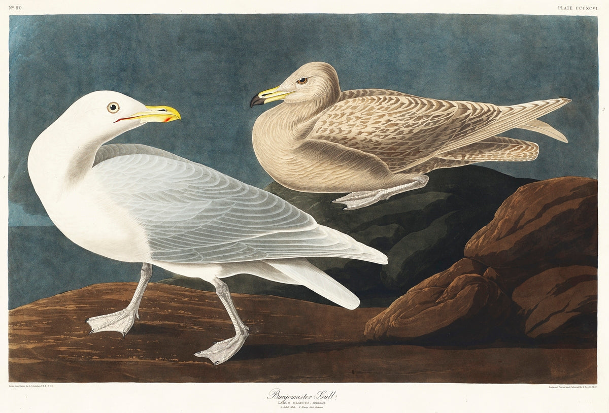 Burgomaster Gull from Birds of America (1827) by John James Audubon