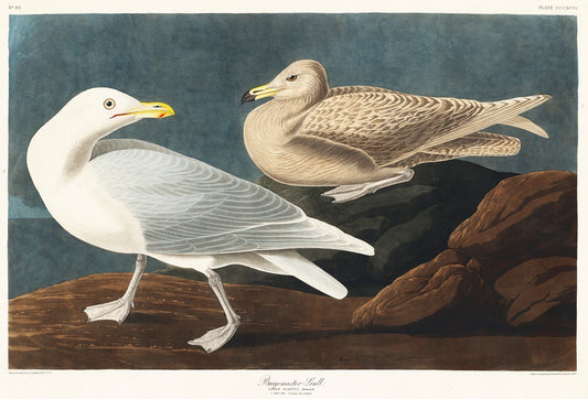 Burgomaster Gull from Birds of America (1827) by John James Audubon -WEB