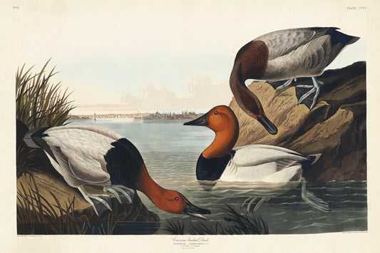 Canvas backed Duck from Birds of America (1827) by John James Audubon