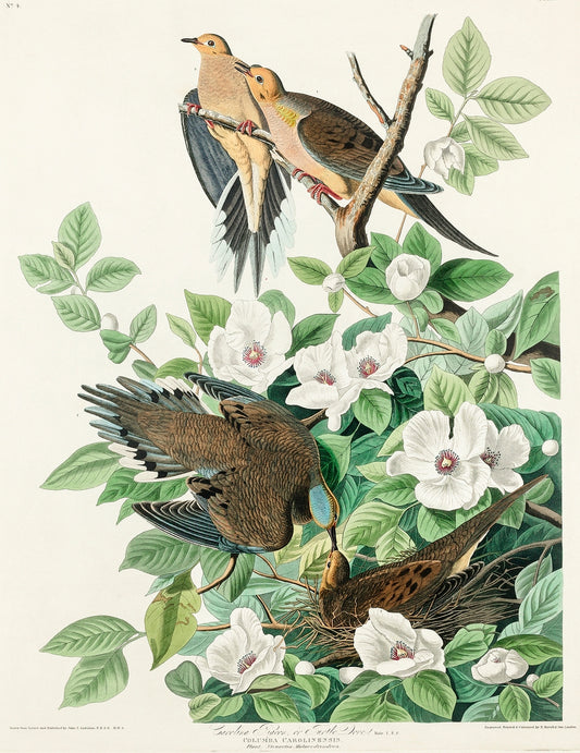 Carolina Pigeon from Birds of America (1827) by John James Audubon