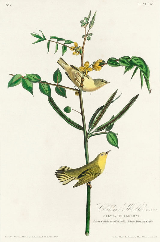 Children's Warbler from Birds of America (1827) by John James Audubon