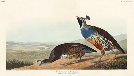 California Partridge from Birds of America (1827) by John James Audubon