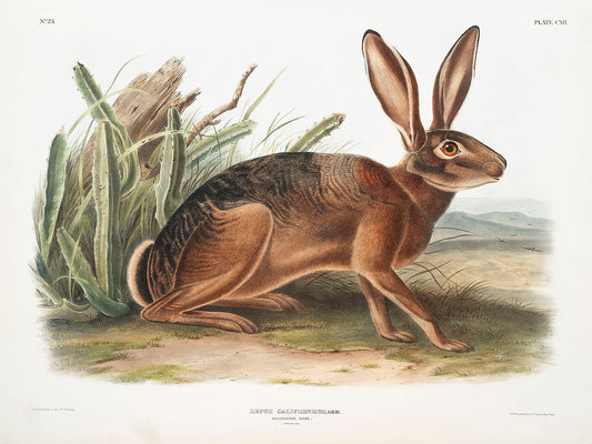 Californian Hare (Lepus californicus) by John James Audubon