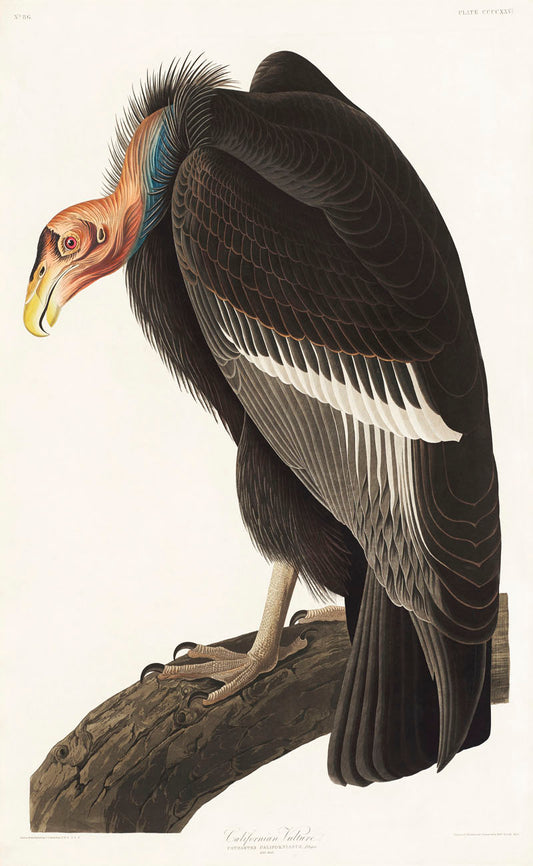 Californian Vulture from Birds of America (1827) by John James Audubon