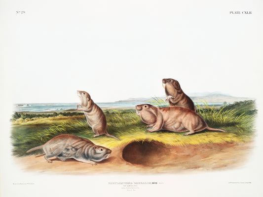 Camas Rat (Pseudostoma Borealis) by John James Audubon-WEB -WEB
