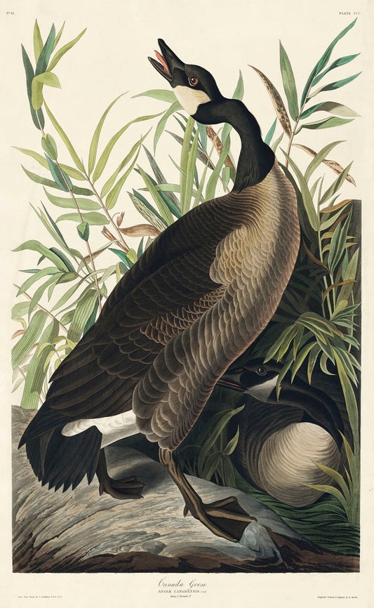 Canada Goose from Birds of America (1827) by John James Audubon