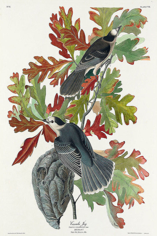 Canada Jay from Birds of America (1827) by John James Audubon