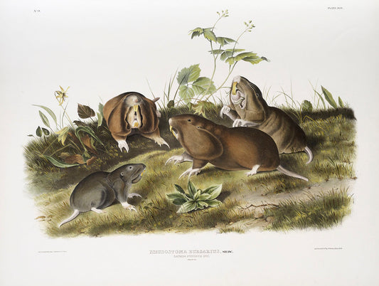 Canada Pouched Rat (Pseudostoma bursarius) by John James Audubon-WEB -WEB