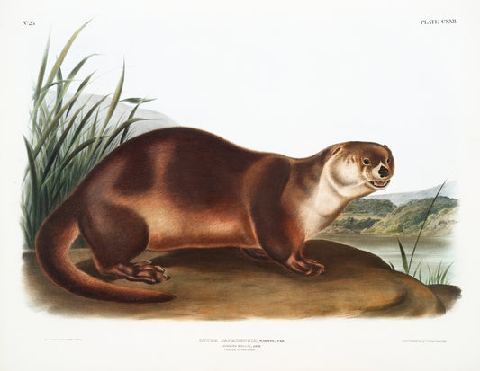 Canada Otter (Lutra Canadensis) by John James Audubon