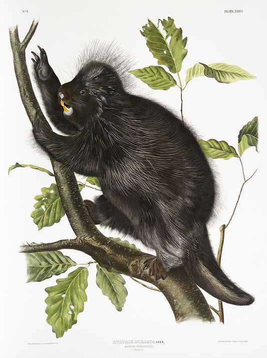 Canada Porcupine (Nystrix dorsata) by John James Audubon-WEB -WEB