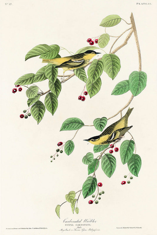 Carbonated Warbler from Birds of America (1827) by John James Audubon