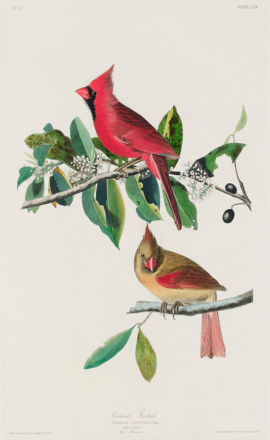 Cardinal Grosbeak from Birds of America (1827) by John James Audubon