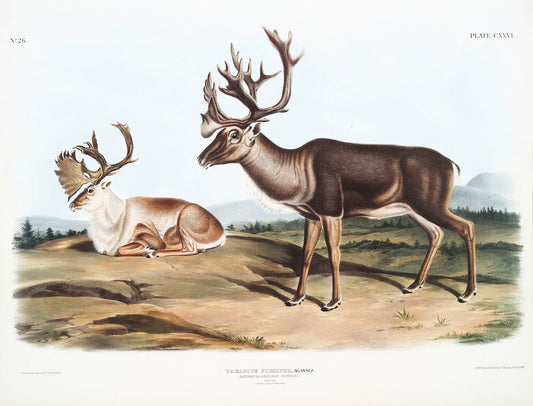Caribou or American Rein Deer (Tarandus furcifer) by John James Audubon