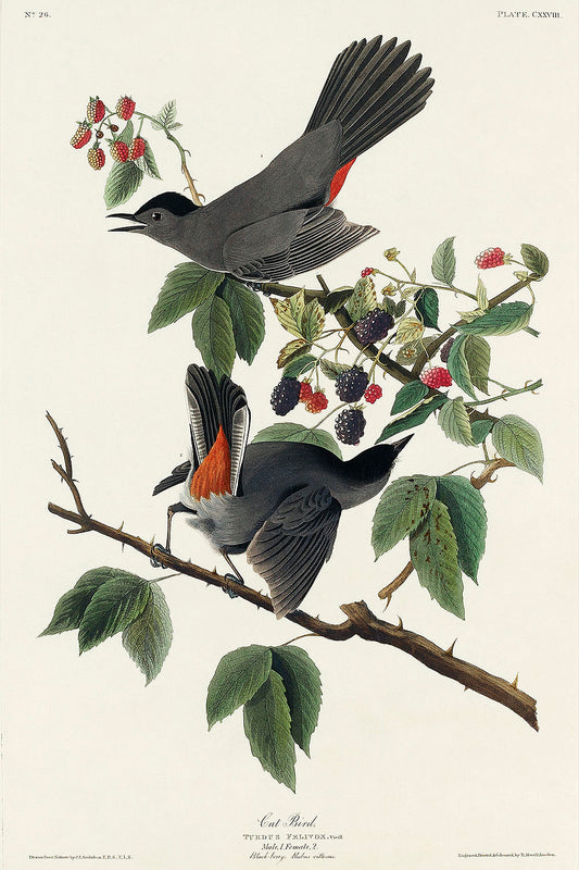 Cat Bird from Birds of America (1827) by John James Audubon