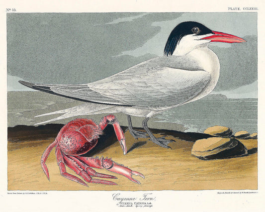 Cayenne Tern from Birds of America (1827) by John James Audubon