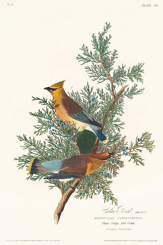 Cedar Bird from Birds of America (1827) by John James Audubon