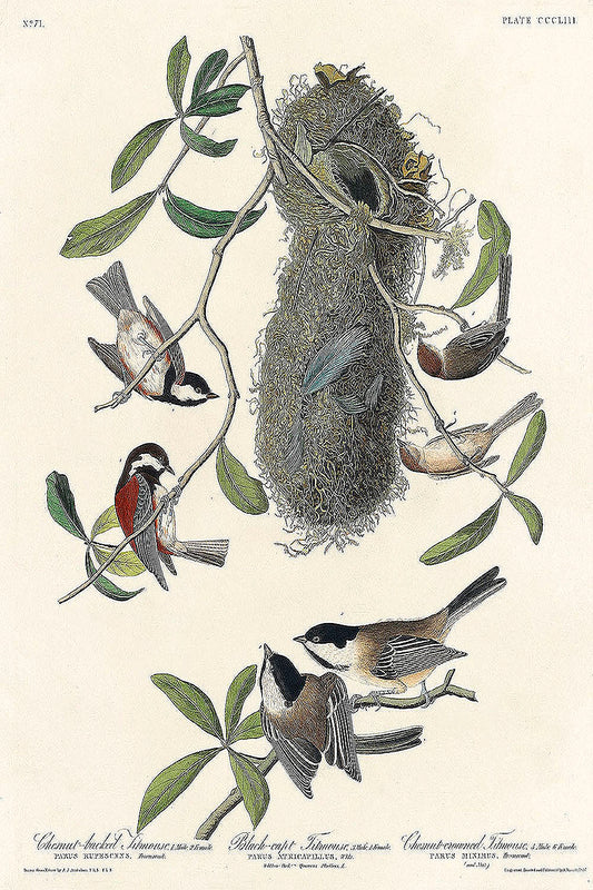 Chesnut-backed Titmouse, Black-capt Titmouse by John James Audubon