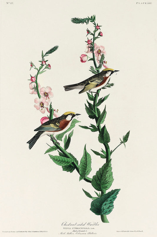 Chestnut-sided Warbler from Birds of America (1827) by John James Audubon