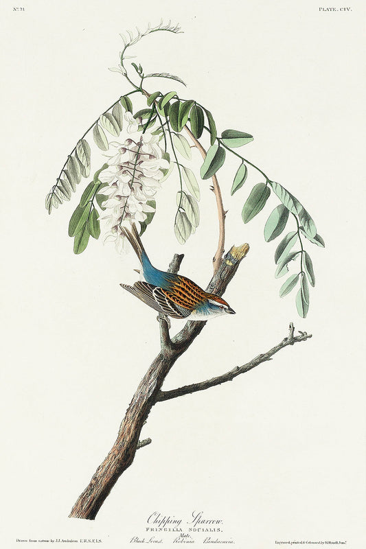 Chipping Sparrow from Birds of America (1827) by John James Audubon