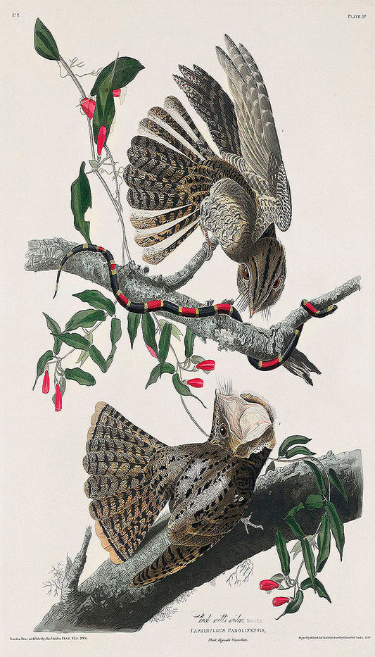 Chuck-will's Widow from Birds of America (1827) by John James Audubon