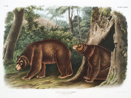 Cinnamon Bear (Ursus Americanus var. Cinnamonum) by John James Audubon