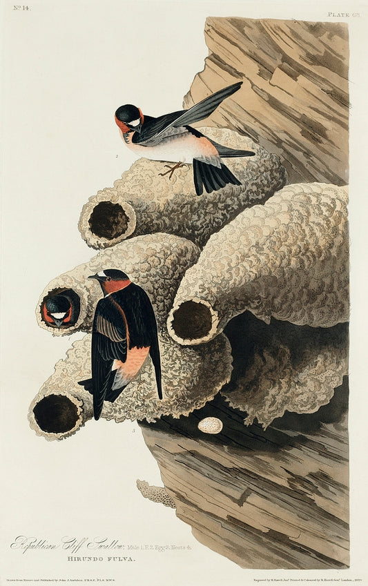 Republican, or Cliff Swallow from Birds of America (1827) by John James Audubon