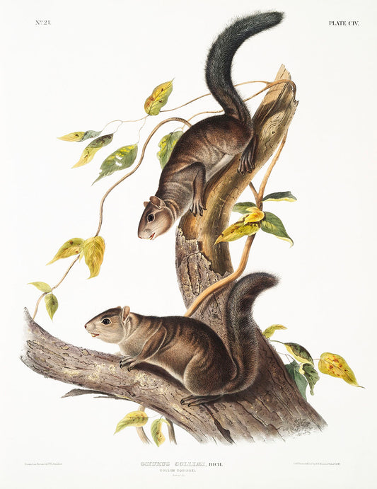 Collies Squirrel (Sciurus colliaei) by John James Audubon