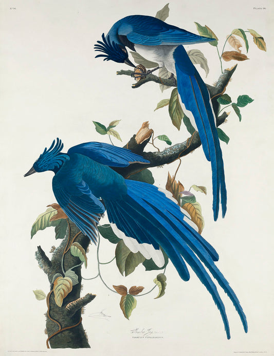 Columbia Jay from Birds of America (1827)by John James Audubon