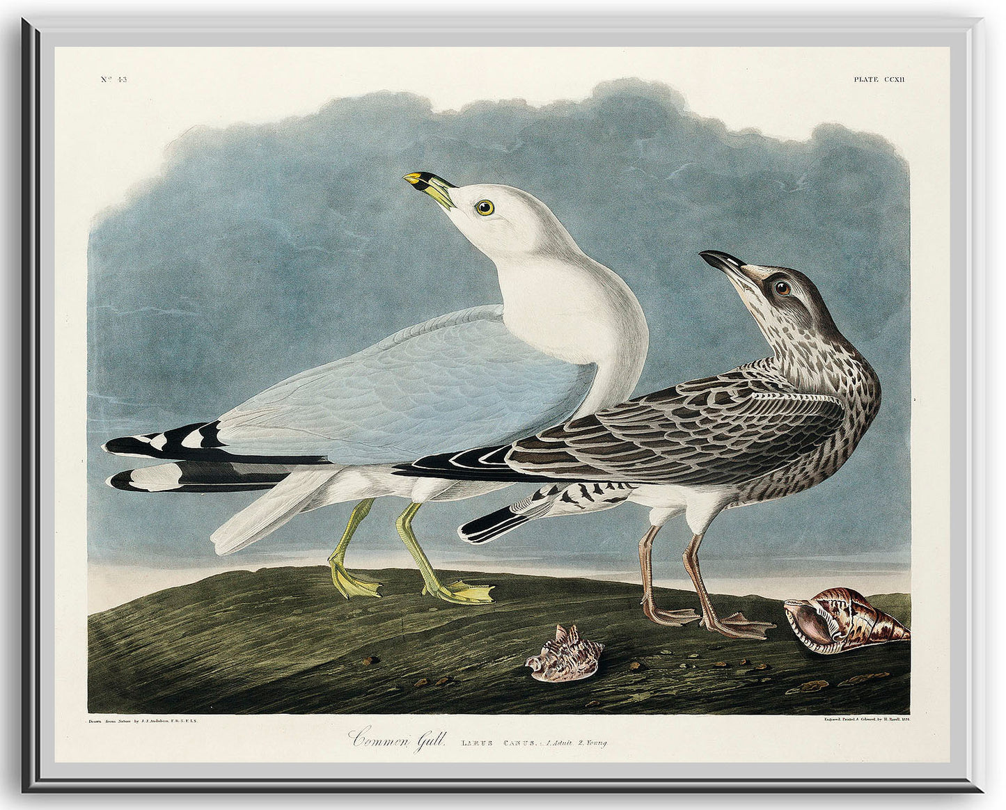 Common American Gull (1827) by John J. Audubon
