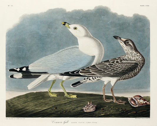 Common American Gull (1827) by John J. Audubon -