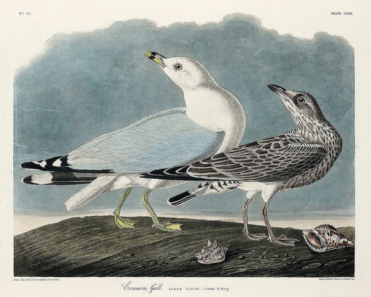Common American Gull from Birds of America (1827) by John James Audubon