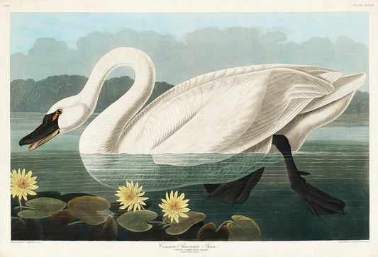 Common American Swan from Birds of America (1827) by John James Audubon