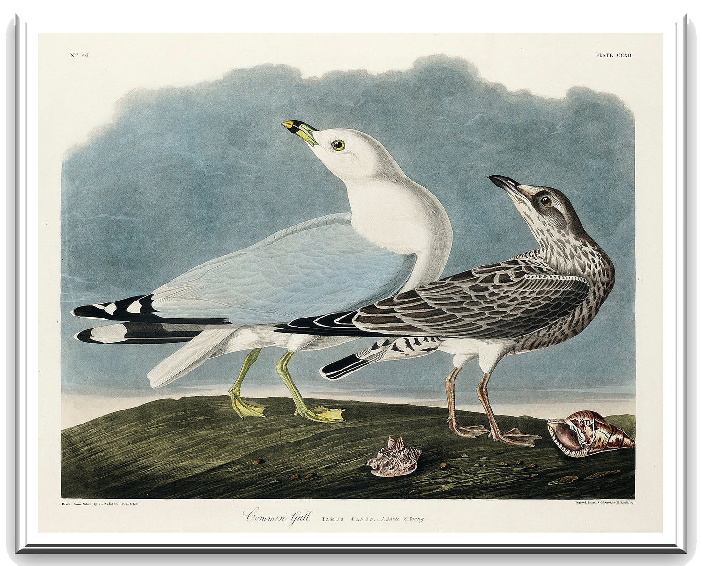 Common American Gull (1827) by John J. Audubon -