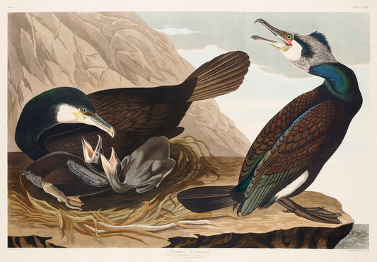 Common Cormorant from Birds of America (1827) by John James Audubon