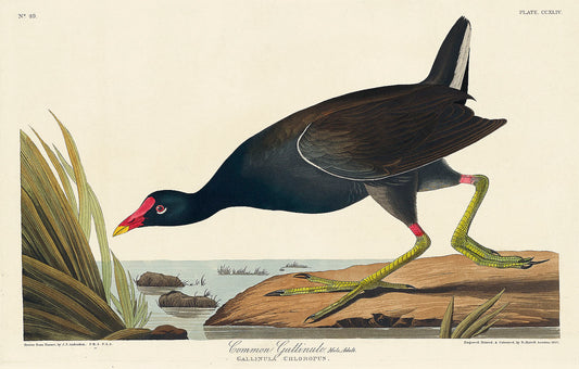 Common Gallinule from Birds of America (1827) by John James Audubon