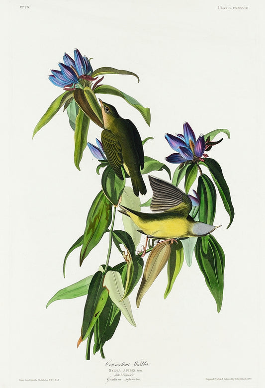 Connecticut Warbler from Birds of America (1827) by John James Audubon