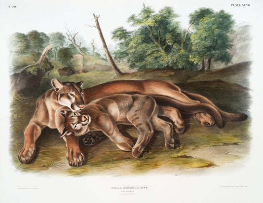 Cougar & Mate (Felis concolor) by John James Audubon -WEB